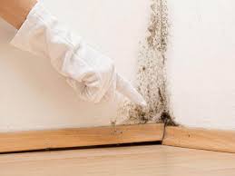 Mold Remediation for Rental Properties in Cold Spring, KY